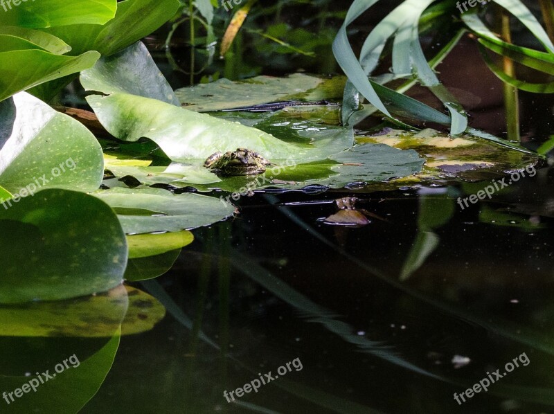 Frog Pond Water Animal Nature