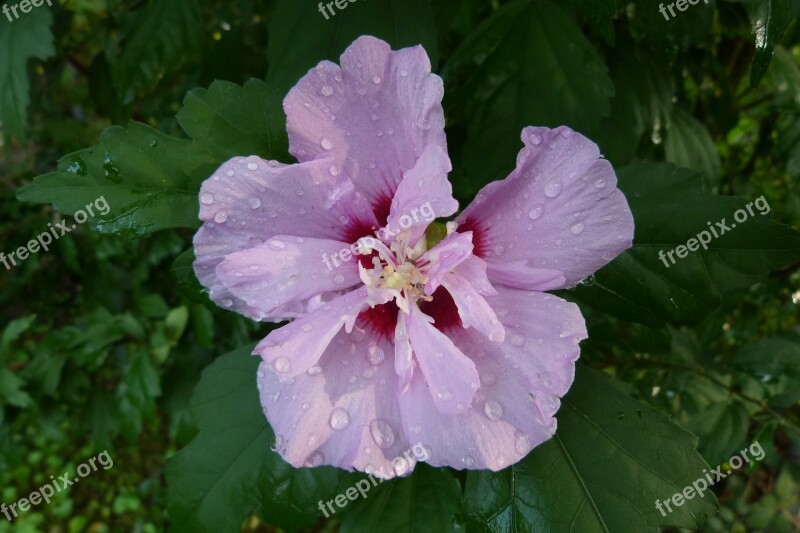 Hollyhock Pink Flower Garden Nature