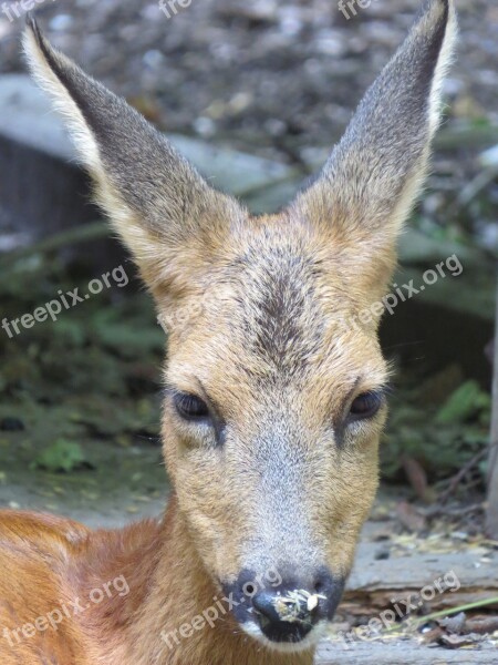 Roe Deer Portrait Wildlife Park Wild Animal Zoo