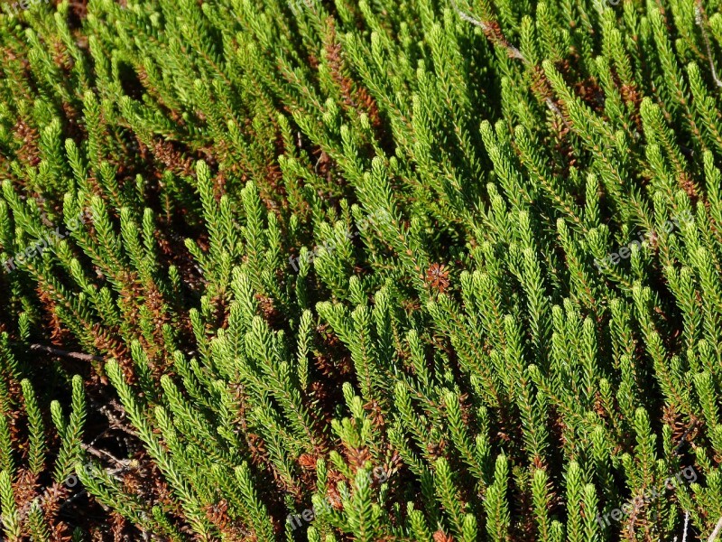 Sylt Heide Dune Landscape Nature Reserve Landscape