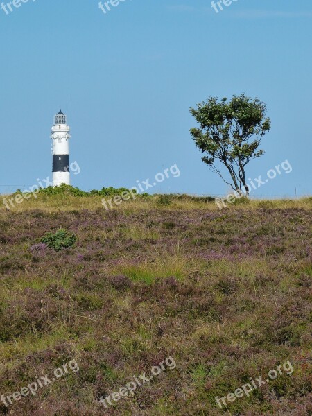 Sylt Heide Heather Erika Island