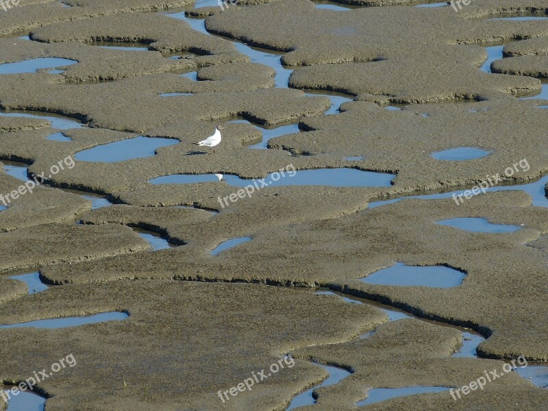 Sylt Island North Sea Beach Nature