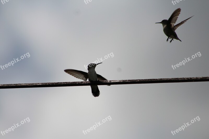 Hummingbirds Two Hummingbirds Hummingbirds In Flight Free Photos