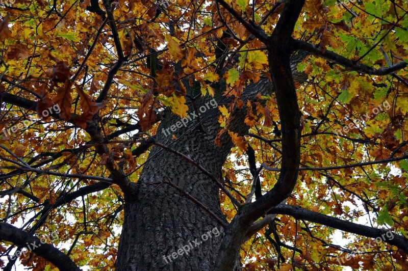 Tree Crown Autumn Mood Tribe Oak