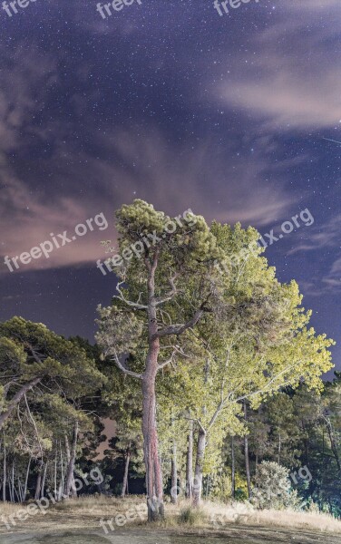 Night Tree Forest Star Sky