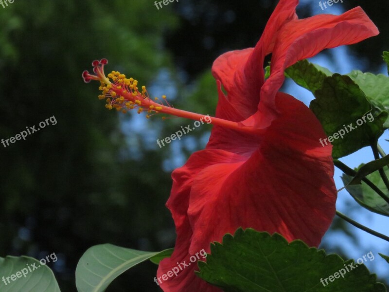 Hibiscus Flower Bloom Blossom Mallow