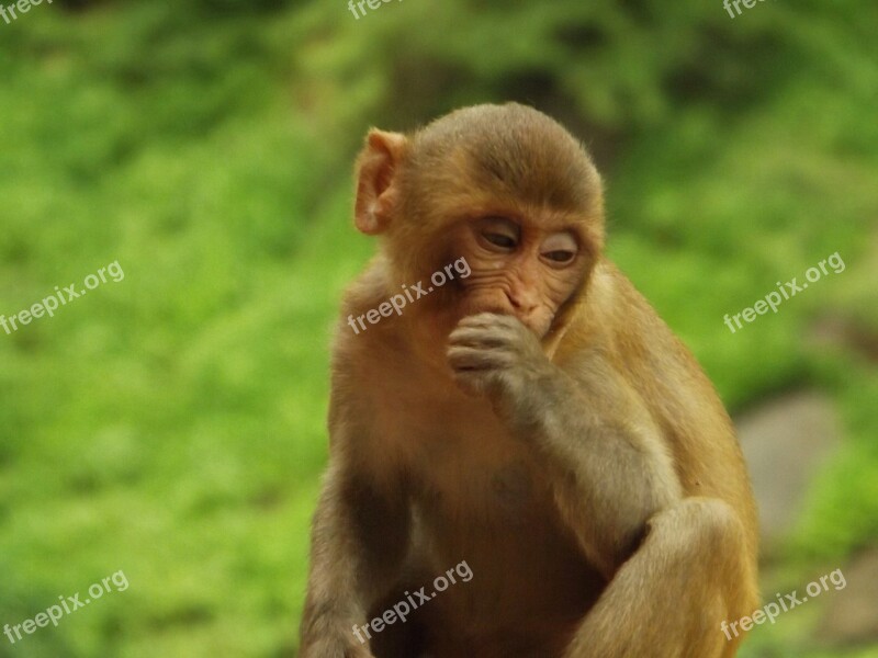 Monkey Animal Close Up Wildlife Nature