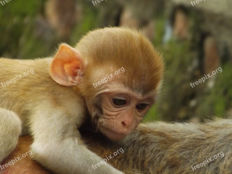 Monkey Animal Wildlife Nature Bundi