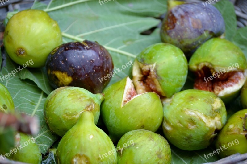 Figs Purple Green Sweet Food