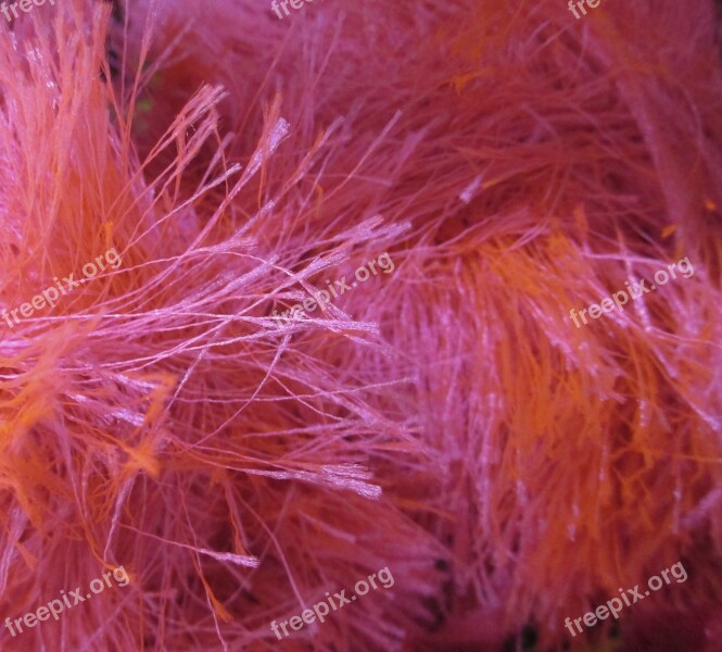 Feathers Texture Plumage Deco Pink