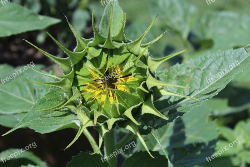 Sunflower Unopened Summer Flower Plant