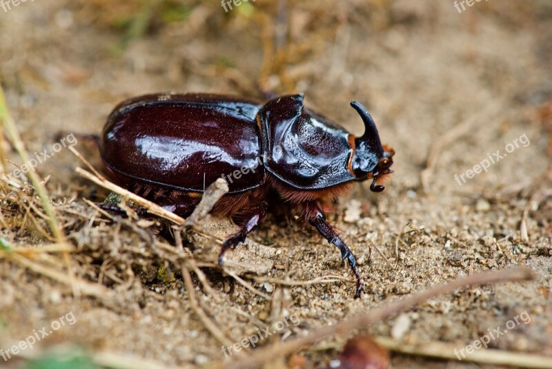 Scarab Rhinoceros Beetle Macro-photo Free Photos