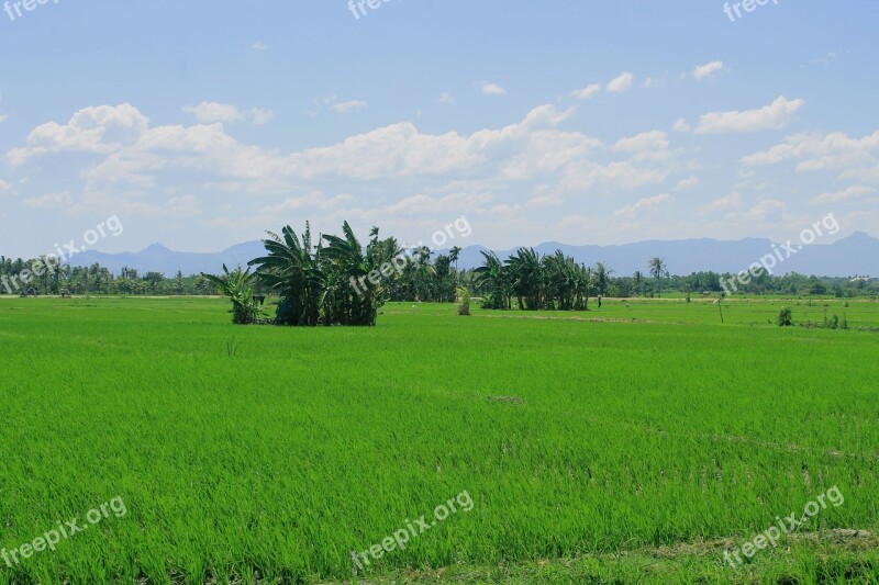 Field Padi Green Agriculture Irrigation