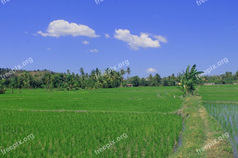 Field Padi Green Agriculture Irrigation