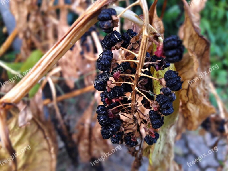 Plant Berries Dry Jagoda Nature