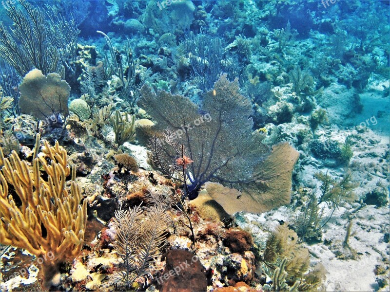 Coral Belize Reef Scuba Caribbean