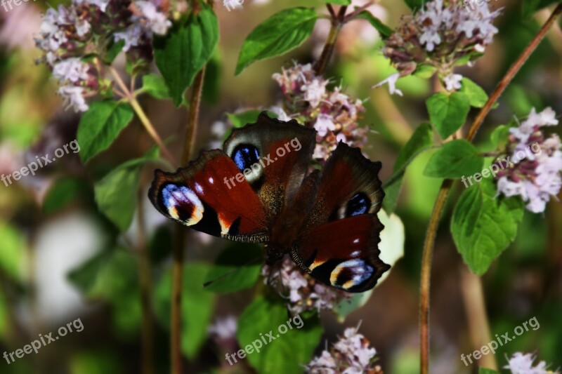 Peacock Butterfly Butterfly Insect Nature Close Up