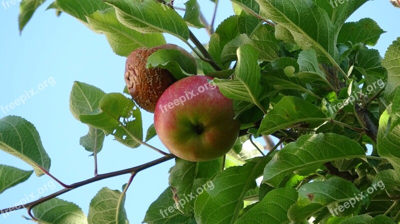 Fruit Apple Red Fresh Healthy