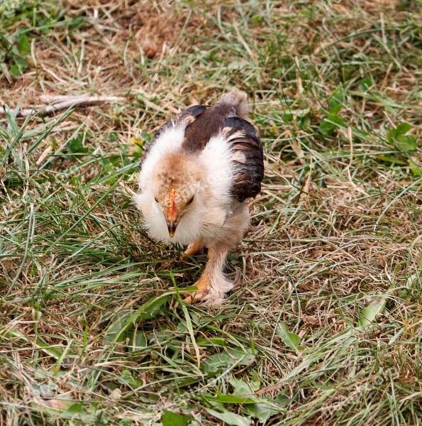 Chicks Chicken Bird Animal Animal World