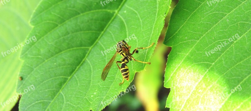 Nature Macro Insect Wasp Leaf