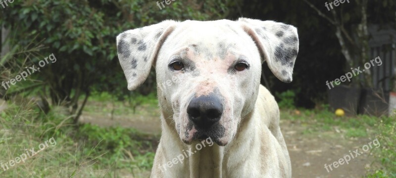 Dog Animal Canine Pet Armenia