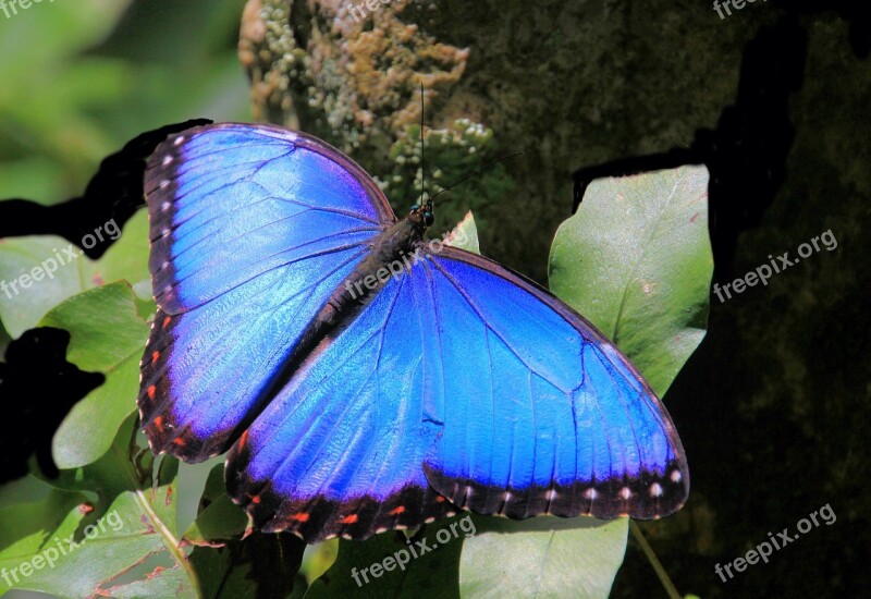 Butterfly Butterflies Blue Morpho Nature Insect