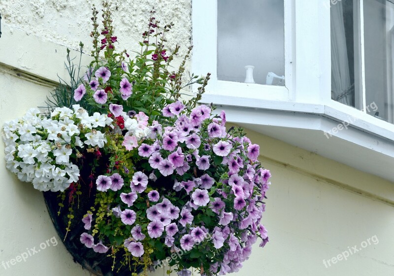 Flowers Hanging Basket Window Floral Petunias