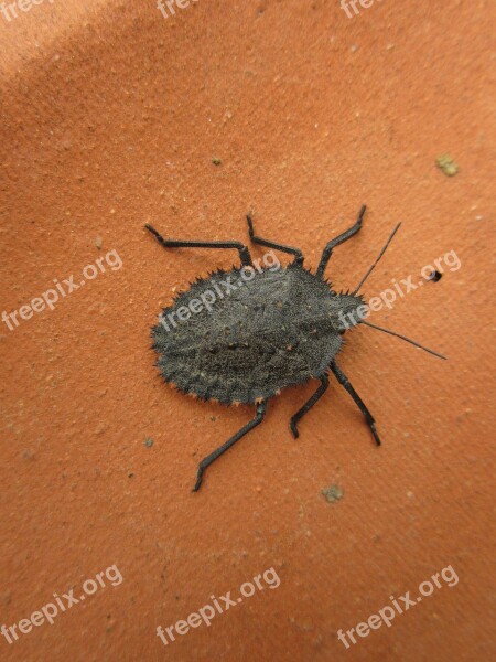 Mustha Spinosula Stink Bug Bug Insect Hemiptera