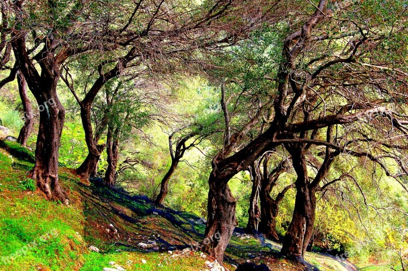 Corfu Olive Tree Grove Mediterranean