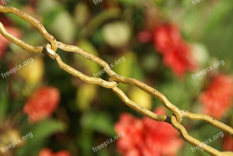 Chain Flowers Summer Bind Chain Link