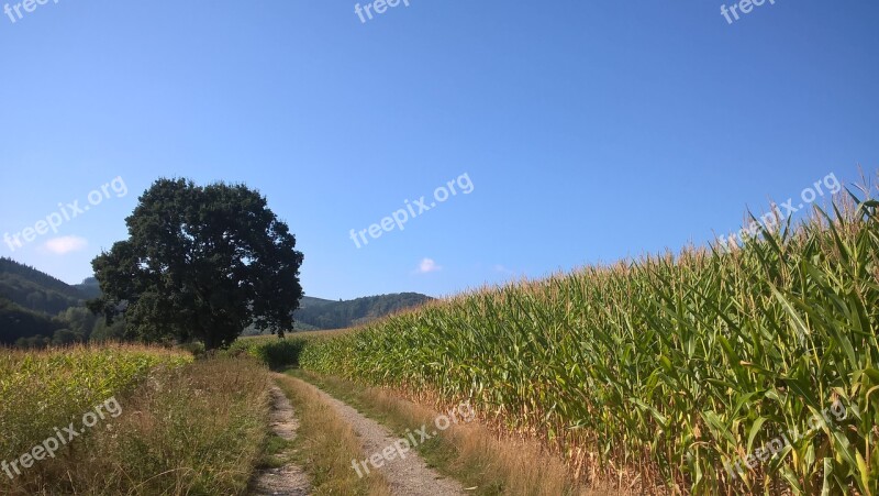 Lane Tree Corn Landscape Away