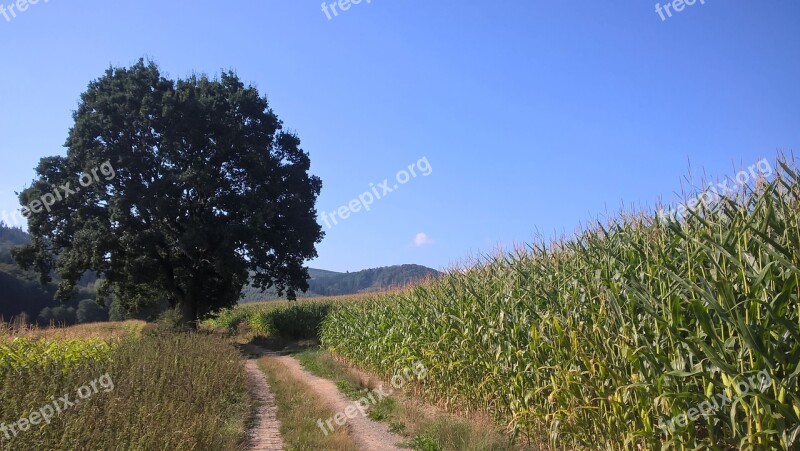 Tree Forest Path Cornfield Nature Away