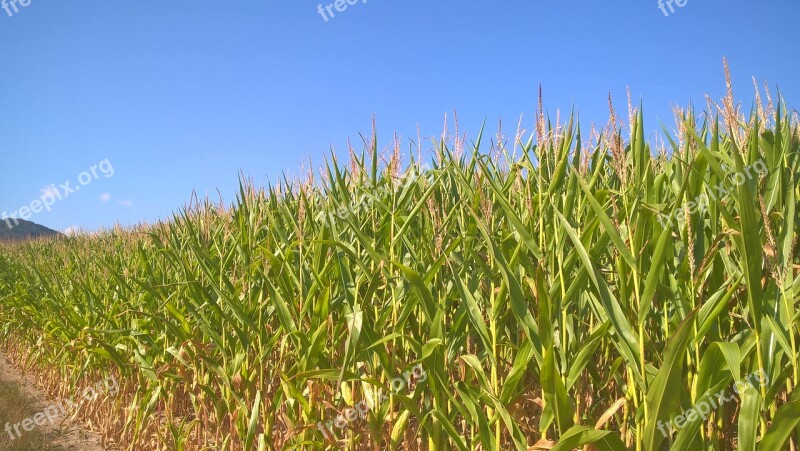 Corn On The Cob Cornfield Sky Corn Agriculture