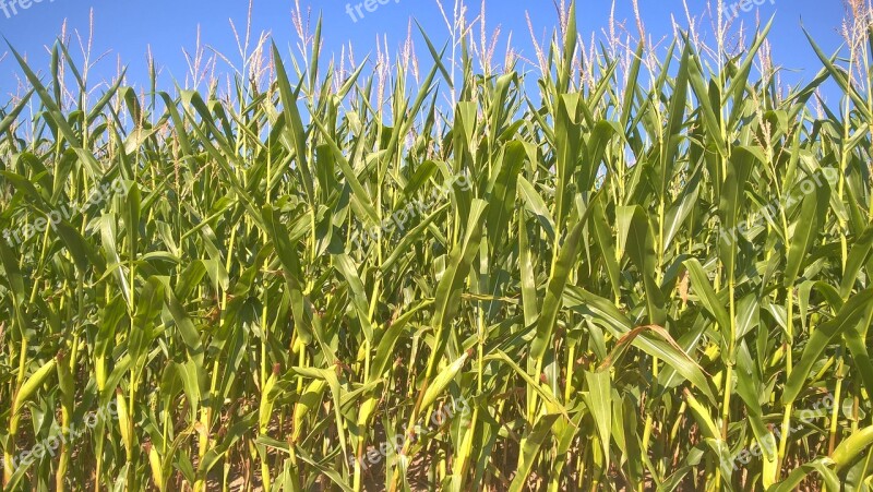 Cornfield Sky Nature Landscape Corn