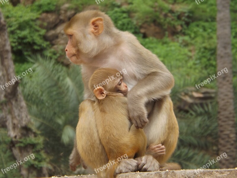 Monkey Animal Mother Love Wildlife