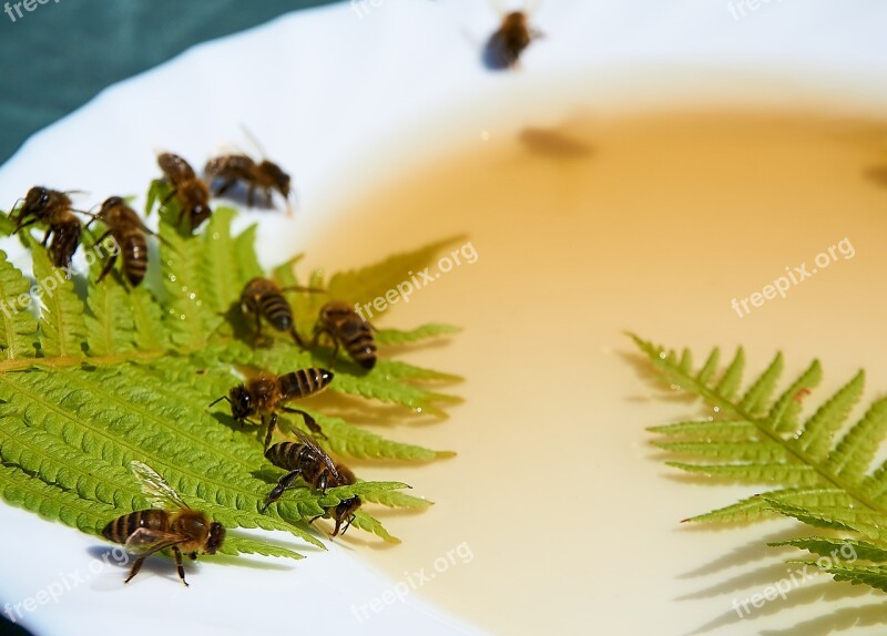 Bee Honey Feeding Honey Water Drought