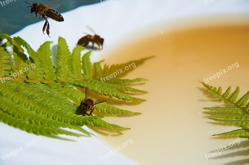 Bee Honey Feeding Honey Water Drought