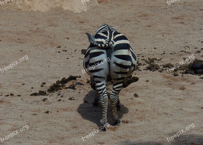 Zebra Animal Mammal Ass Africa