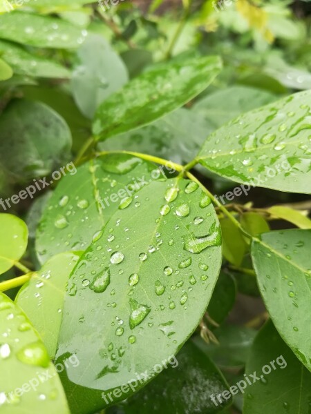 Dew Leafs Green Leafy Leaves Nature Natural