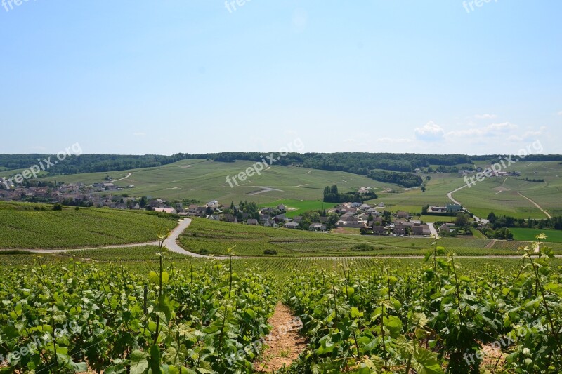 Champagne Vine Wine Vineyard Grapes