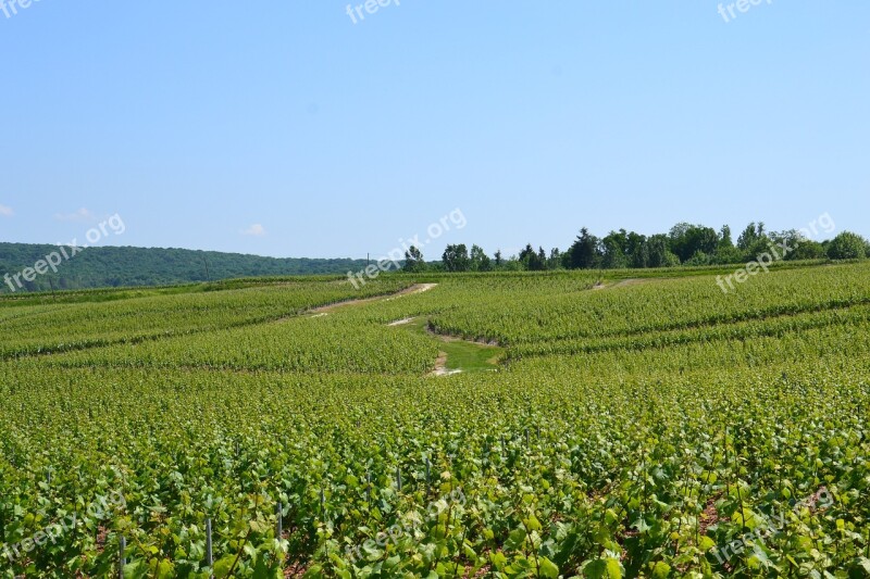 Champagne Vine Wine Vineyard Grapes