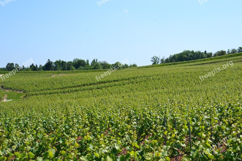 Champagne Vine Wine Vineyard Grapes