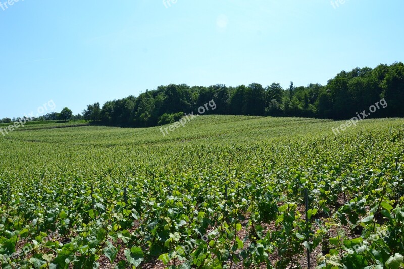 Champagne Vine Wine Vineyard Grapes