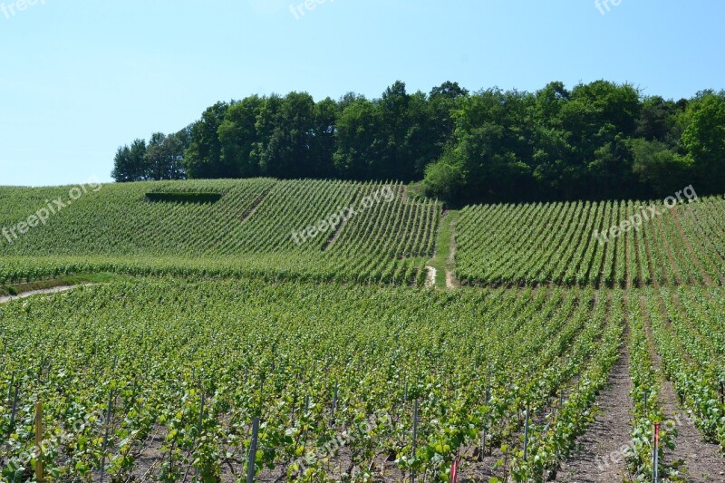 Champagne Vine Wine Vineyard Grapes