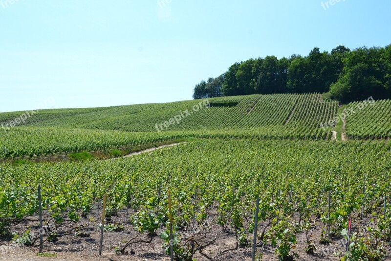 Champagne Vine Wine Vineyard Grapes