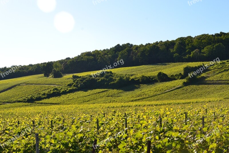 Champagne Vine Wine Vineyard Grapes