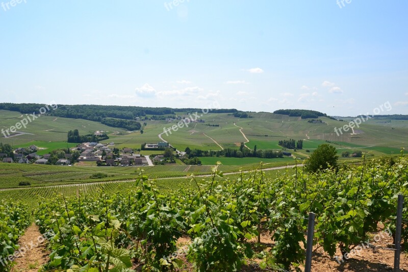 Champagne Vine Wine Vineyard Grapes