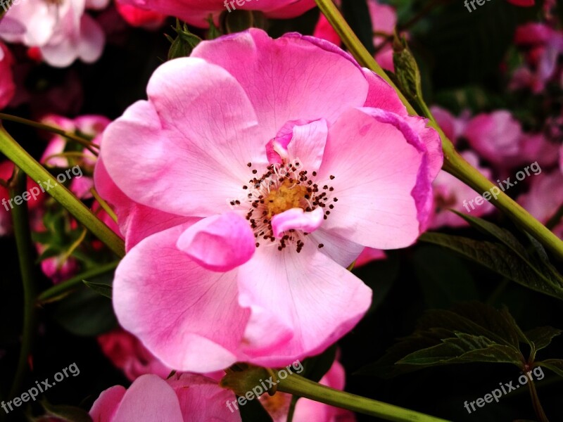 Flower Pink Nature Blossom Spring