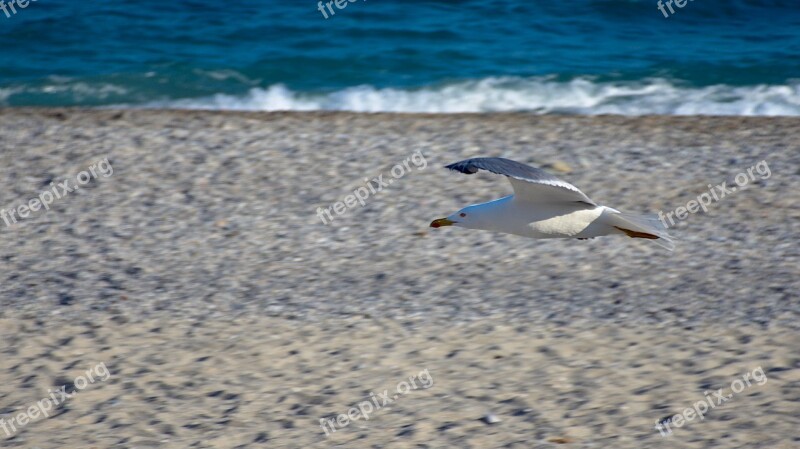 Seagull Sea Beach Sand Onda