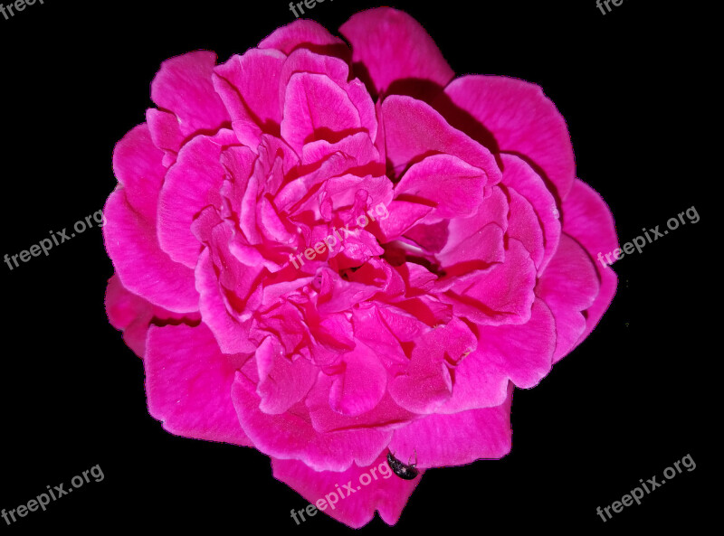 Rose Cut-out Flower Isolation Transparent